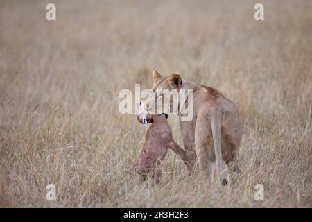 Leone africano, leoni, predatori, mammiferi, animali, Masai massai leion (Panthera leo nubica) femmina adulta, uccidendo la sassabia (Damaliscus lunatus) Foto Stock