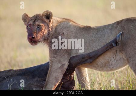 Leone africano, leoni, predatori, mammiferi, animali, Masai massai leone (Panthera leo nubica) femmina immatura, con faccia sanguinosa, che si nuoce Foto Stock