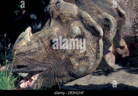 Rinoceronti, ungulati, rinocerosi, rinoceronti, mammiferi blindati, Animali, ungulati dispari-toed, rinoceronte indiano (rinoceros unicornis) primo piano di Foto Stock