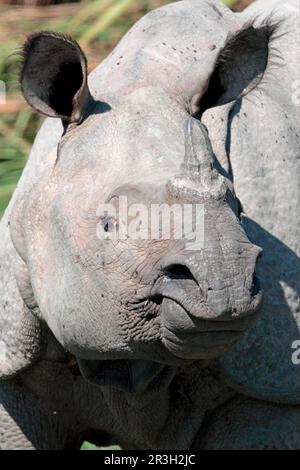 Rinoceronte indiano (rinoceronte unicornis), donna adulta, primo piano, Kaziranga N. P. Assam, India Foto Stock