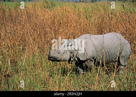 Rinoceronte indiano (rinoceronte unicornis) adulto, in piedi in habitat di erba lunga, Kaziranga, Assam, India Foto Stock