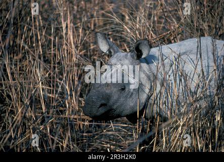 Rinoceronte blindato (rinoceronte unicornis), ungulati, rinocerosi, rinoceronti, mammiferi, Animali, ungulati dispari-toed, rinoceronte-indiano un-cornuto Foto Stock