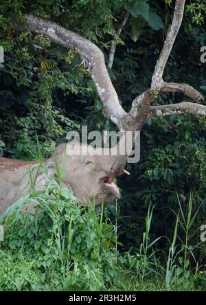 Elefante nano del Borneo, elefante del Borneo, elefanti nani del borneo, elefanti pygmy del borneo (Elephas maximus borneensis), elefanti, mammiferi, animali Foto Stock