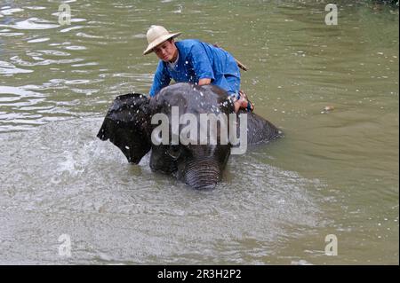 Elefante asiatico, elefante indiano, elefanti asiatici (Elephas maximus), elefanti indiani, elefanti, mammiferi, animali, Elefante asiatico adulto, bagno con Foto Stock