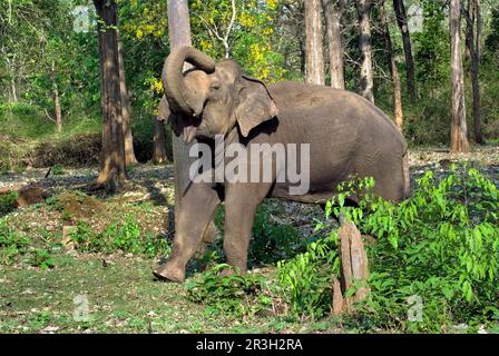 Elefante asiatico, elefante indiano, elefanti asiatici (Elephas maximus), elefanti indiani, elefanti, mammiferi, animali, toro senza zampa di elefante asiatico, poll Foto Stock