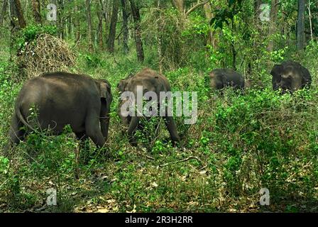 Elefante asiatico, elefante indiano, elefanti asiatici (Elephas maximus), elefanti indiani, elefanti, mammiferi, animali, Mandria asiatica di elefante, che si nutra Foto Stock
