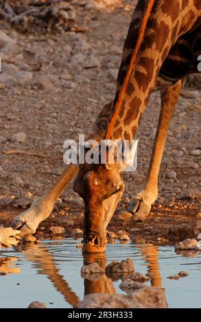 Giraffa (Giraffa camelopardalis) adulto maschio bere, Etosha N. P. Namibia Foto Stock