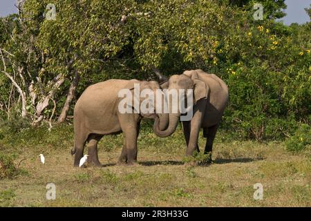 Elefante asiatico, elefante indiano, elefanti asiatici (Elephas maximus), elefanti indiani, elefanti, mammiferi, animali, Elefante asiatico due adulti, con Foto Stock