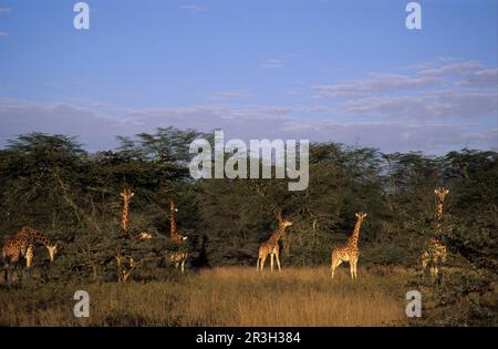 Giraffa di Rothschild (Giraffa camelopardalis rothschildi) che si nutre di alberi di acacia, Nakuru NP. Kenya Foto Stock