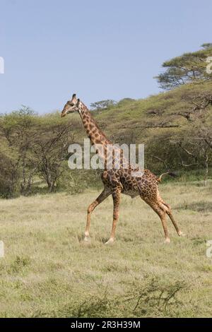 Masai Giraffe (Giraffa camelopardalis tipelskirchi) femmina adulta con giovane, Nairobi N. P. Kenya Foto Stock