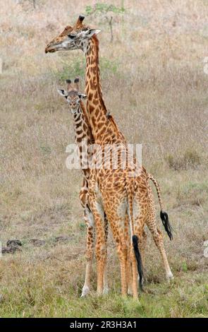 Masai Giraffe (Giraffa camelopardalis tipelskirchi) femmina adulta con giovane, Nairobi N. P. Kenya Foto Stock