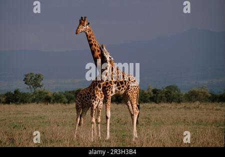 Costrizione della giraffa di Rothschild (Giraffa camelopardalis rothschildi), Lago Nakuru, Kenya Foto Stock