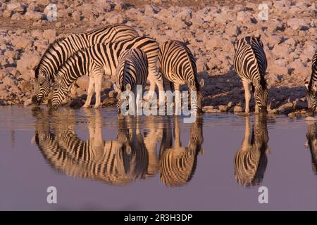 Zebra comune (Equus quagga) adulti, bevendo dalla buca del deserto, Etosha N. P. Namibia Foto Stock