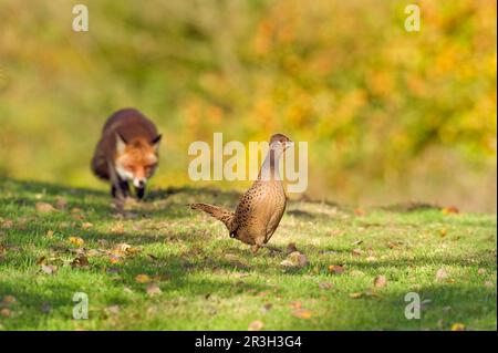 Volpi rosse, volpi rosse, volpi, volpi, canine, Predatori, mammiferi, animali, fagiano comune (Phasianus colchicus) femmina adulta, essendo stalked da europeo Foto Stock