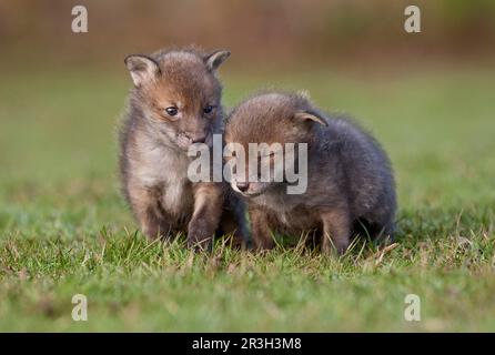 Volpi rosse, volpi rosse, volpi, volpi, canine, Predatori, mammiferi, animali, volpe rossa europea (vulpi Vulpes) due cuccioli di quattro settimane, in piedi al pascolo Foto Stock