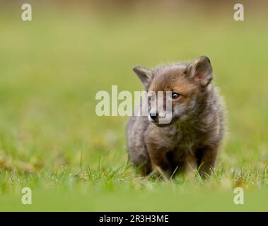 Volpi rosse, volpi rosse, volpi, volpi, canine, Carnivori, mammiferi, animali, volpe rossa europea (vulpes Vulpes) cucciolo di quattro settimane, in piedi al pascolo, a. Foto Stock