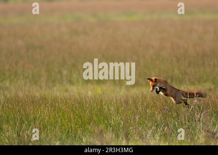 Volpe rossa europea (Vulpes vulpes) adulto, caccia, balzando in preda in habitat prato, Norfolk, Inghilterra, Regno Unito Foto Stock