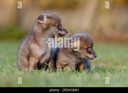 Volpi rosse, volpi rosse, volpi, volpi, canine, Predatori, mammiferi, animali, volpe rossa europea (vulpi Vulpes) due cuccioli di quattro settimane, seduti al pascolo Foto Stock