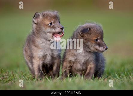 Volpi rosse, volpi rosse, volpi, volpi, canine, Predatori, mammiferi, animali, volpe rossa europea (vulpi Vulpes) due cuccioli di quattro settimane, in piedi al pascolo Foto Stock