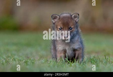 Volpi rosse, volpi rosse, volpi, volpi, canine, Carnivori, mammiferi, animali, volpe rossa europea (vulpes Vulpes) cucciolo di quattro settimane, seduto al pascolo, a. Foto Stock