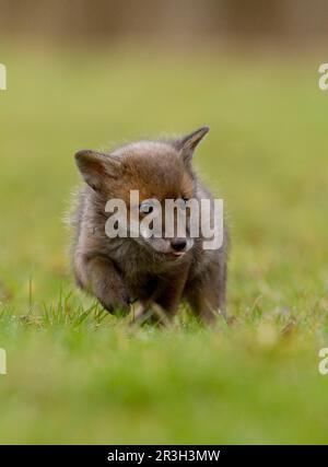 Volpi rosse, volpi rosse, volpi, volpi, canine, Predatori, mammiferi, animali, volpe rossa europea (vulpes Vulpes) cucciolo di quattro settimane, a piedi al pascolo, a. Foto Stock