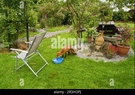 Volpi rosse, volpi rosse, volpi, volpi, canine, Predatori, mammiferi, animali, volpe rossa europea (vulpes Vulpes) adulto, bere da ciotola, in giardino, Irlanda Foto Stock