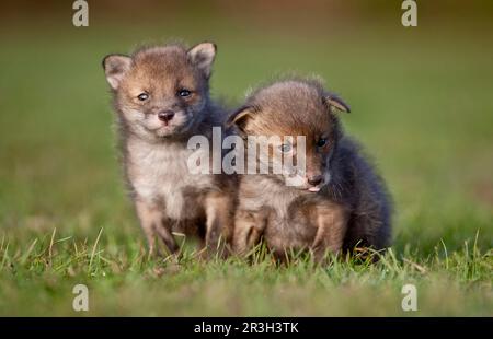 Volpi rosse, volpi rosse, volpi, volpi, canine, Predatori, mammiferi, animali, volpe rossa europea (vulpi Vulpes) due cuccioli di quattro settimane, in piedi al pascolo Foto Stock