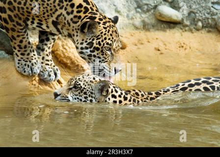 Giaguari (Panthera onca), specie in pericolo, gatti grandi, predatori, mammiferi, animali, giaguaro femmina adulta lecca nuoto cucciolo Foto Stock