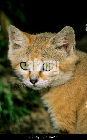 Gatto di sabbia, gatti di sabbia, gatto del deserto, gatti del deserto, predatori, Mammiferi, animali, Gatto di sabbia (Felis margarita harrisoni) primo piano della testa, Captive, Nord Foto Stock