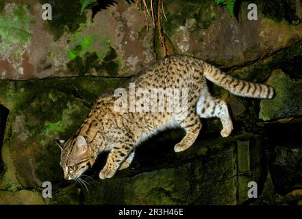 Gatto di Geoffroy, Gatto di piccolo Spotted, Gatto di sale, Gatto di Geoffroy, Gatto di piccolo Spotted, Gatti del sale, predatori, mammiferi, animali, Gatto di Geoffroy (Felis Foto Stock