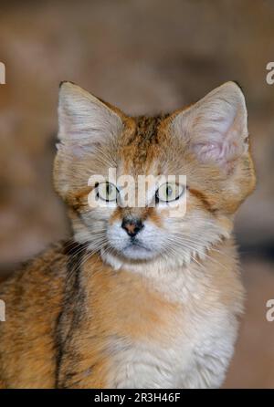Gatto di sabbia (Felis margarita), gatti di sabbia, gatto di sabbia, gatti del deserto, predatori, Mammiferi, animali, gatto di sabbia adulto, primo piano della testa Foto Stock