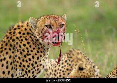 Ghepardo (Acinonyx jubatus) adulto che mangia all'uccisione, faccia coperta di sangue, Masaii Mara, Kenya, sangue, sanguinante, macchiato di sangue Foto Stock