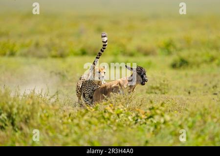 Ghepardo (Acinonyx jubatus) femmina adulta, caccia, caccia alla coda bianca wildebeest (Connochaetus taurinus) vitello, Serengeti N. P. Tanzania Foto Stock