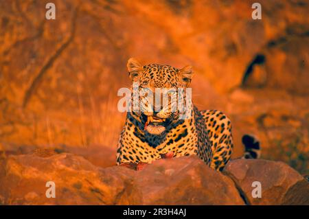 Leopardo africano nicchia leopardi (Panthera pardus), predatori, mammiferi, animali, leopardo nutrirsi nel tardo pomeriggio bagliore del sole del tramonto Foto Stock