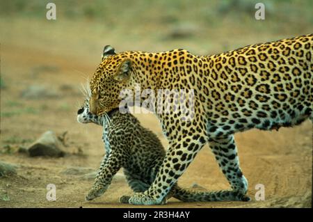 Leopardo africano niche leopardi (Panthera pardus), predatori, mammiferi, animali, leopardo che porta cucciolo, Masai Mara Game Res. Kenya (S) Foto Stock