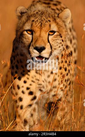 Ghepardo (Acinonyx jubatus) Passeggiate attraverso l'erba, Masai Mara, Kenya Foto Stock