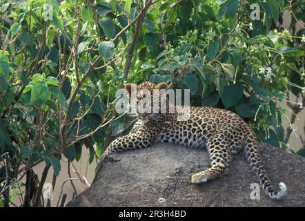 Leopardo africano nicchia leopardi (Panthera pardus), predatori, mammiferi, animali, leopardo riposo Masai Mara Game Res. Kenya Foto Stock