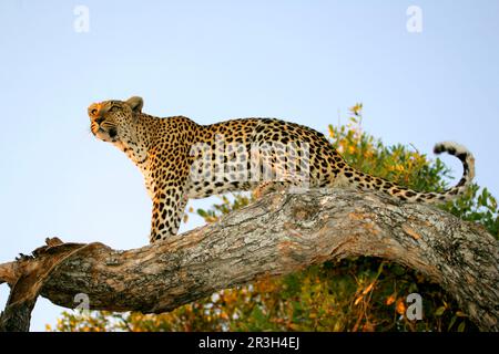 Leopardo africano nicchia leopardi (Panthera pardus), predatori, mammiferi, animali, leopardo femmina su albero arto posto di osservazione, Okavango Delta, Botswana Foto Stock