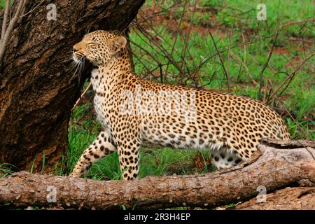 leopardo africano nicchia leopardi (Panthera pardus), predatori, mammiferi, animali, leopardo giovane femmina, Testa di sfregamento su albero, marcatura profumo, sabbia Sabi Foto Stock