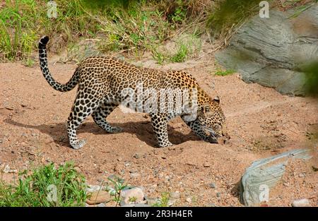 leopardo africano di nicchia (Panthera pardus), predatori, mammiferi, animali, terreno di sniffing leopardo, Masaii Mara, Kenya Foto Stock