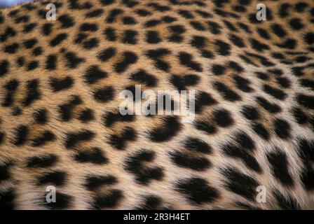 Leopardo africano niche leopardi (Panthera pardus), gatti predatori, predatori, mammiferi, animali, primo piano con stampa leopardata di pelliccia e dettagli in pelliccia Foto Stock