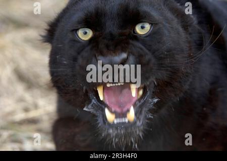 Leopardo africano niche leopardi (Panthera pardus), predatori, mammiferi, animali, leopardo 'pantera nera', adulto, snarling, primo piano della testa, prigioniero Foto Stock