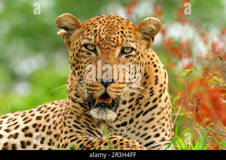 Leopardo africano niche leopardi (Panthera pardus), predatori, mammiferi, animali, leopardo uomo adulto, Primo piano, Sabi Sand Game Reserve, sud Foto Stock