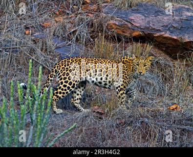 leopardo indiano, leopardi indiani (Panthera pardus fusca), predatori, mammiferi, animali, leopardo indiano adulto, Camminando sulla scogliera rocciosa, Ranthambhore Foto Stock