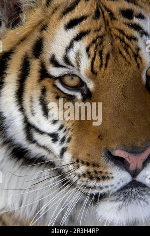 Tigre siberiana (Panthera tigris altaica), tigre siberiana, tigre amur, tigre, gatti grandi, Predatori, mammiferi, animali, tigre siberiana adulto, primo piano di Foto Stock