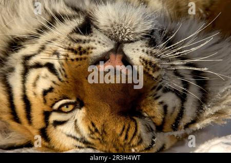 Tigre siberiana (Panthera tigris altaica), tigre siberiana, tigre amur, tigre, gatti grandi, Predatori, mammiferi, animali, tigre siberiana adulto, primo piano di Foto Stock