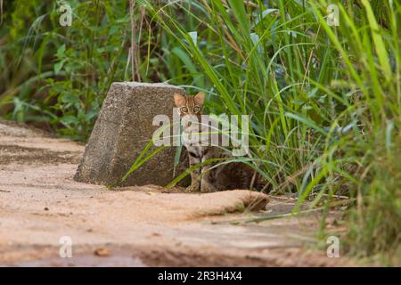 Madre di gatto arrugginito (Felis rubiginosus) con gattino, spaventato dall'indiano Cobra, che aveva già ucciso un gattino, Sri Lanka Foto Stock