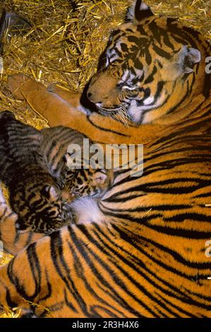 Tigre indiana (Panthera tigris), tigre reale bengala, tigre, predatori, mammiferi, Animali, madre della tigre indiana con due cuccioli che succhiano Foto Stock