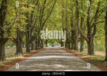 Castagno avenue Foto Stock