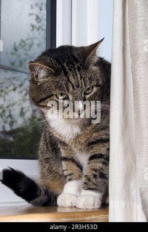 Gatto domestico sul davanzale della finestra dietro la tenda, sgombro Foto Stock